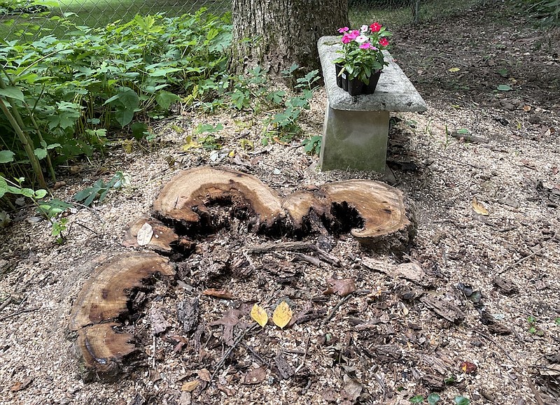 A stump marks the spot where a menacing oak stood for more than 18 years. / Staff photo by Mark Kennedy