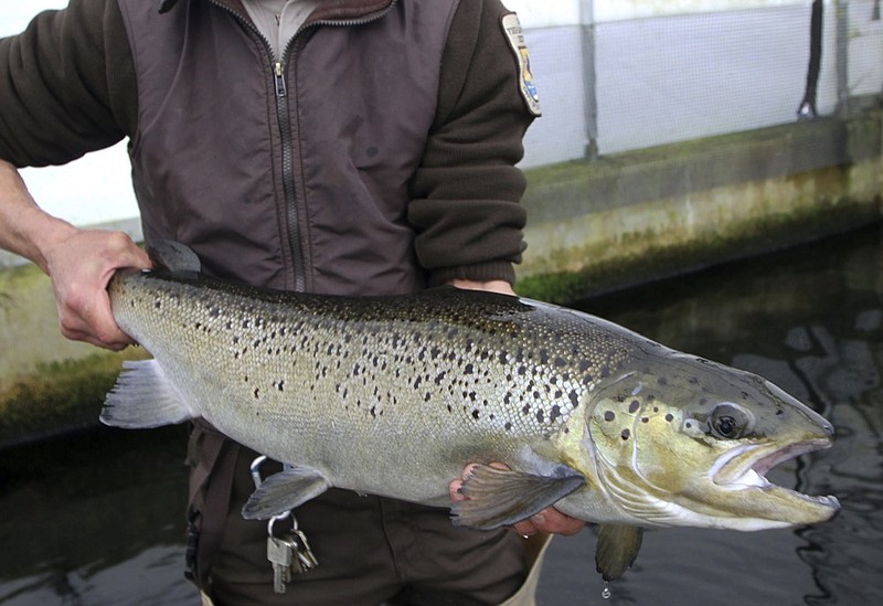 FILE - In this April 2, 2012 file photo, a 4-year-old Atlantic salmon is held at the National Fish Hatchery in Nashua, N.H. (AP Photo/Jim Cole, File)


