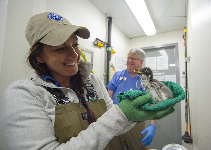 Contributed photo by Casey Phillips of the Tennessee Aquarium / Tennessee Aquarium Senior Care Specialist Holly Gibson with a four-day-old Gentoo Penguin chick