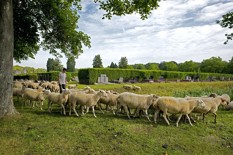 Belgian sheep herder Lukas Janssens tends to his flock at Schoonselhof cemetery in Hoboken, Belgium, Friday, Aug. 13, 2021. Limiting emissions of carbon dioxide, a key contributor to climate change, and promoting biodiversity are two key goals of Janssens small company The Antwerp City Shepherd. (AP Photo/Virginia Mayo)