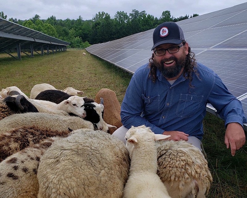 Contributed photo / Tyler Menne, who manages the solar farm near Chattanooga's Volkswagen plant, uses sheep to help maintain the site and prevent soil erosion.