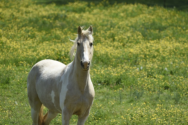 Staff File Photo / More and more people are turning to a horse and livestock parasitic, ivermectin, to prevent or treat COVID-19.