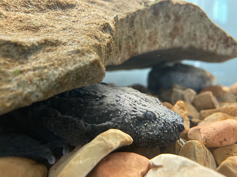 Photo contributed Chattanooga Zoo / Native to the cool, fast-flowing streams of the Appalachian Mountains, a hellbender may spend most of its life under one rock, making the species as elusive as it is ancient.