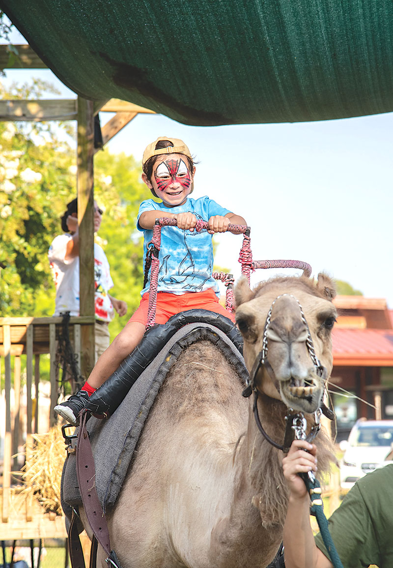 Photo by Mark Gilliland / Liam Striker rides Chewbacca the camel.