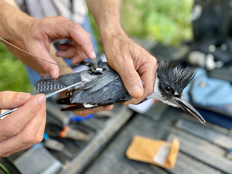 Contributed photo by Matt Reed / In April, Tennessee River Gorge Trust began research on the belted kingfisher, using state-of-the-art technology to track the mysterious species' seasonal movements.