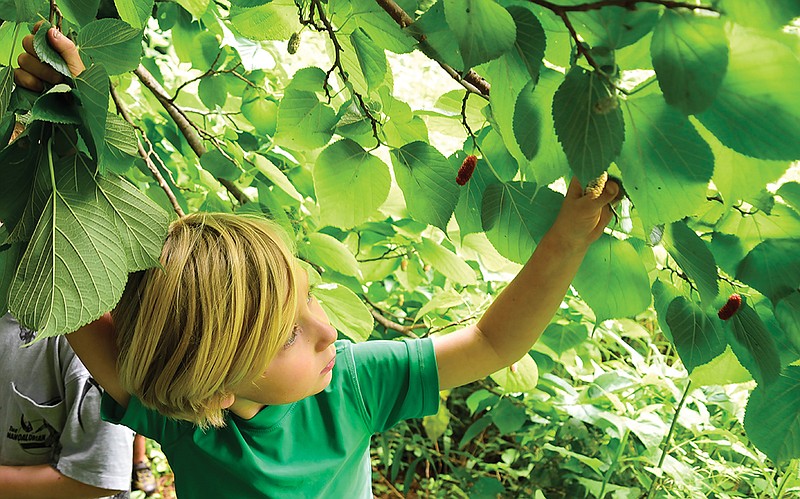 Staff Photo by Robin Rudd / Tuck Boruff searches for ripe mulberries with his classmates from The River Gorge Forest School.