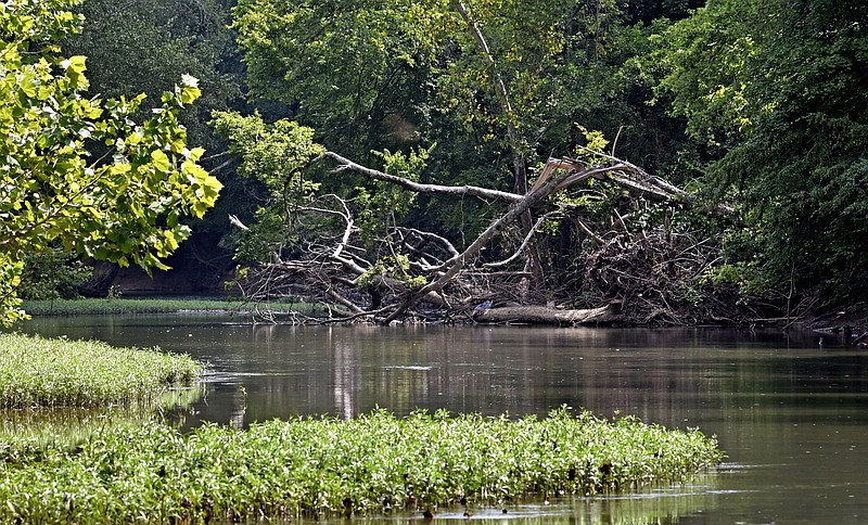 Staff Photo by Robin Rudd/ Aquatic plants grown into South Chickamauga Creek on July 19, 2019.