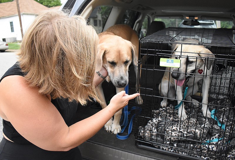 Staff file photo by Matt Hamilton / In 2020, Chattanooga resident Molly Shirley acquaints her dog Gunner, middle, with Jax, a dog she was fostering from the Humane Educational Society.