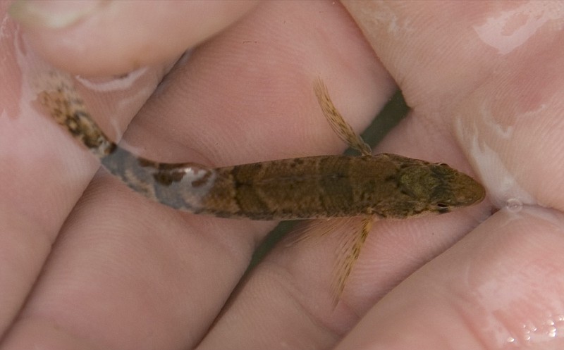 FILE - This April 9, 2008 file photo shows a snail darter in Knoxville, Tenn. The snail darter, a tiny fish that notoriously blocked a federal dam project in Tennessee decades ago, should no longer be on the endangered species list, federal officials announced on Tuesday, Aug. 31, 2021. (Joe Howell/Knoxville News Sentinel via AP)

