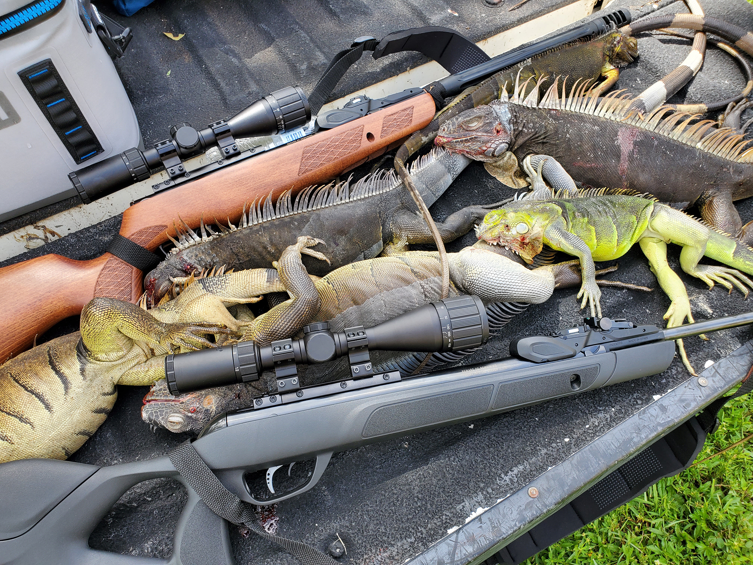The Hunting Company - Iguana hunting in South Florida with blow dart guns!  We got lots of nice green iguanas, some very rare Mexican rock iguanas, and  a limit of peacock bass!