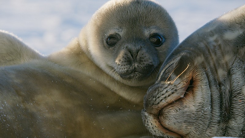 Contributed Photo by BBC/NHU / The new Imax film "Antarctica" shows the diverse life that calls Earth's coldest, driest, windiest continent home, such as this Weddell seal pup and its mother. Pups feed on extremely rich milk and double their weight in the first two weeks of their life.