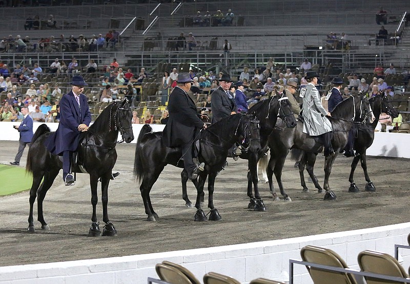 Staff file photo by Erin O. Smith / A group of riders and horses line up as the judges deliberate a winner during the 2019 Tennessee Walking Horse Celebration in Shelbyville, Tennessee.