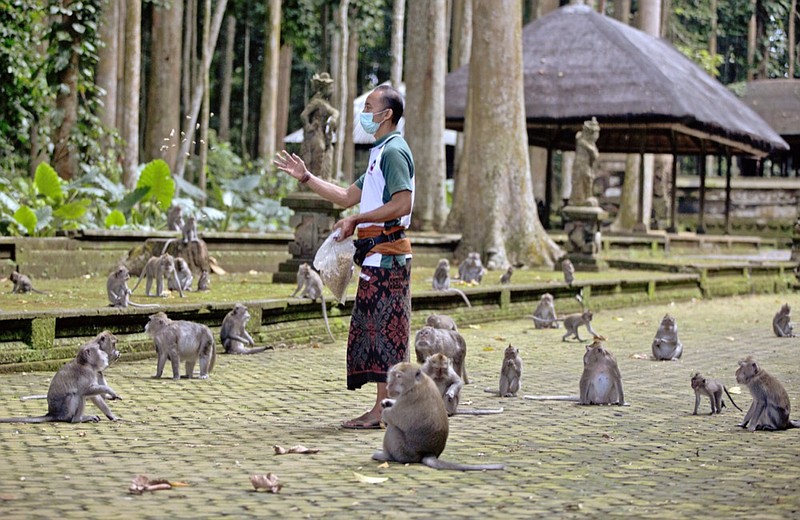 Made Mohon, the operation manager of Sangeh Monkey Forest, feeds macaques with donated peanuts during a feeding time at the popular tourist attraction site in Sangeh, Bali Island, Indonesia, Wednesday, Sept. 1, 2021. (AP Photo/Firdia Lisnawati)


