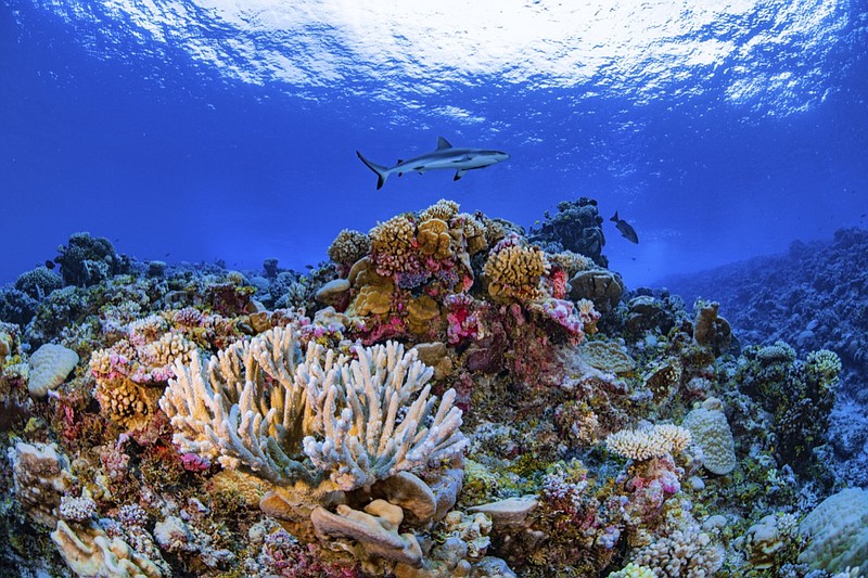 In this August 2018 photo provided by the Allen Coral Atlas, a shark swims on a reef in Ailinginae Atoll in the Marshall Islands. Researchers have completed a comprehensive online map of the world's coral reefs by using more than 2 million satellite images from across the globe. The Allen Coral Atlas was named after late Microsoft co-founder Paul Allen and will act as a reference for reef conservation, marine planning and coral science as researchers try to save these fragile ecosystems that are being lost to climate change. (Greg Asner/Allen Coral Atlas via AP)

