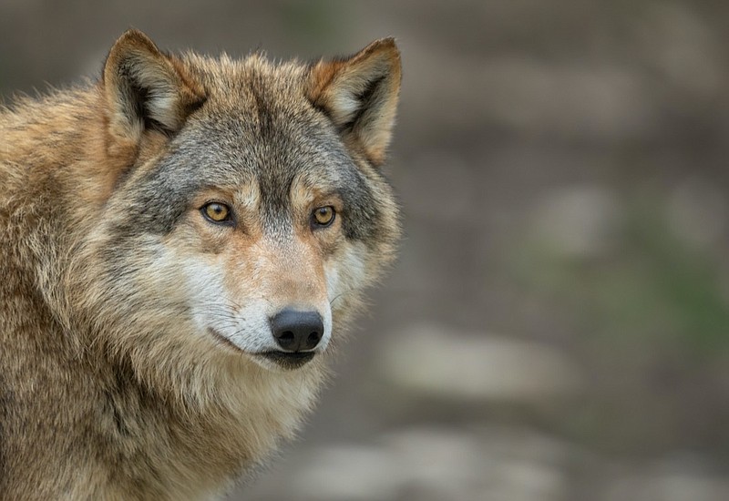 Wolf / photo courtesy of Getty Images