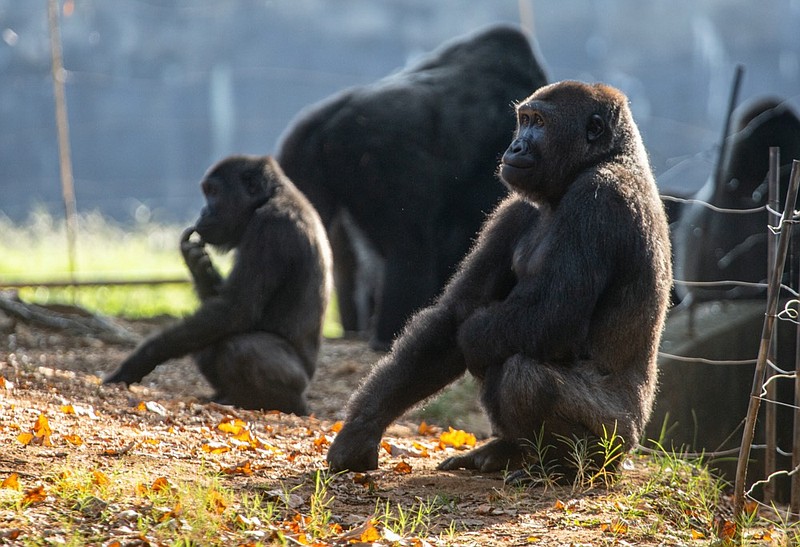 Western lowland gorillas are seen in their habitat at Zoo Atlanta on Tuesday, Sept. 14, 2021, in Atlanta. (AP Photo/Ron Harris)


