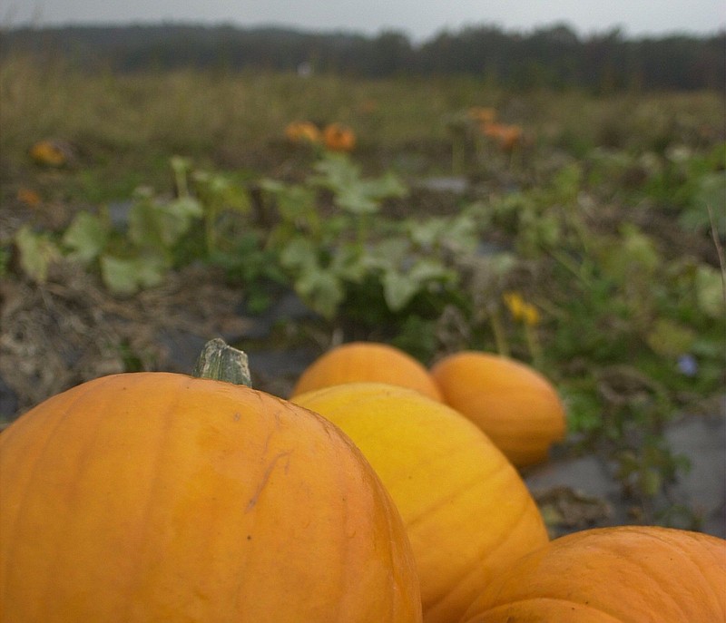 Staff File Photo / Choosing a pumpkin on an area farm is among the ongoing fall festival options in the tri-state region.