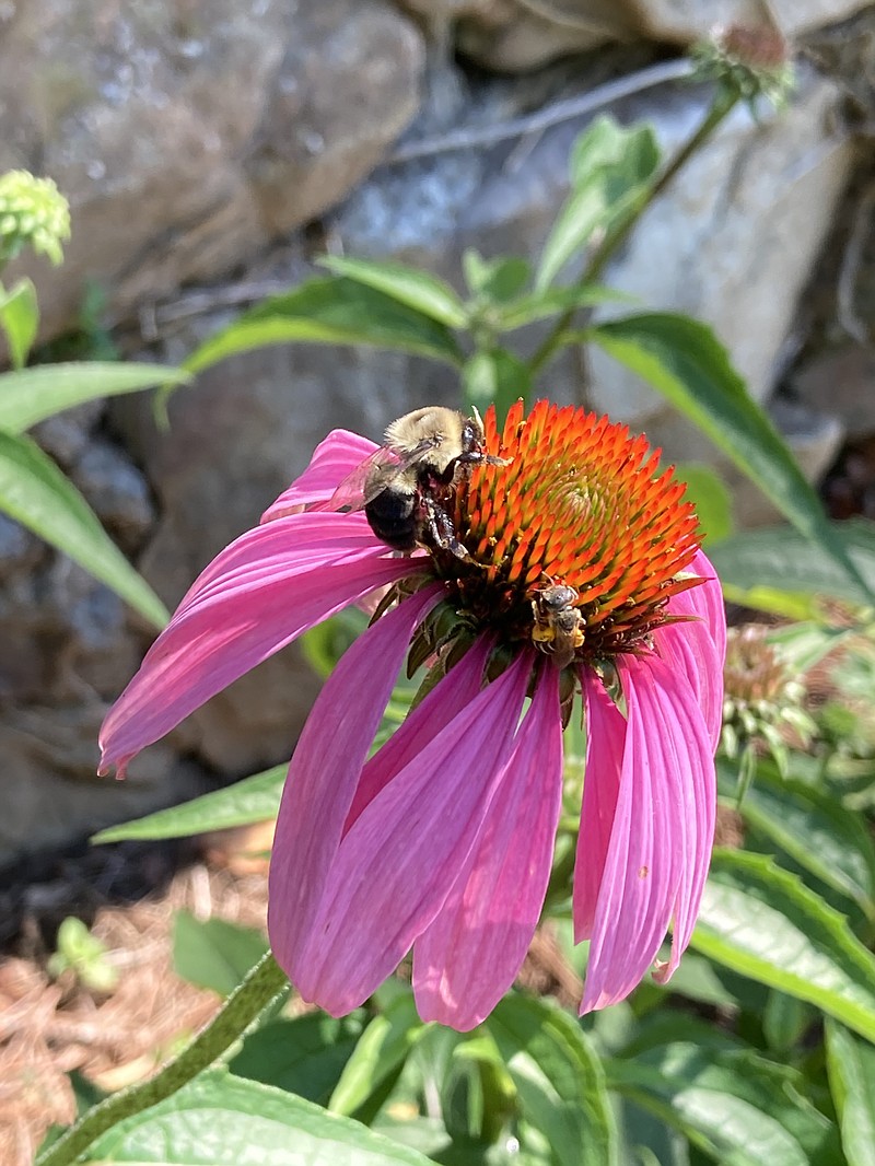 Bees gather on a coneflower in Ann Brown's Lookout Mountain yard. / Staff Photo by David Cook