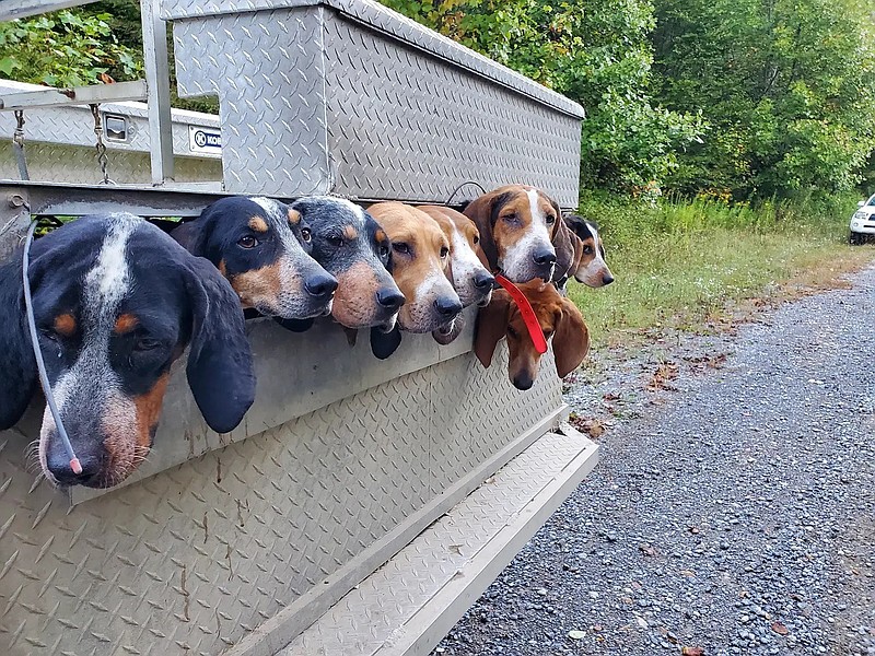 Photo contributed by Larry Case / Having a pack of hounds along is a big help to bear hunters in the Appalachian Mountains, and the use of dogs in such hunts is an old tradition there. Bear hounds must not only be good at pursuit of game with a good nose and the stamina to run a long way, they also must have the courage to hold their ground against a large predator.