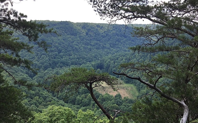 Contributed photo by the Tennessee Division of Forestry / Bledsoe State Forest consists of 8,365 acres on the Cumberland Plateau near Pikeville, Tenn. The state purchased the original land in 1907.