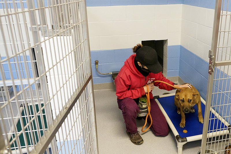 Two new shelter directors talk animal welfare in Chattanooga | Chattanooga  Times Free Press