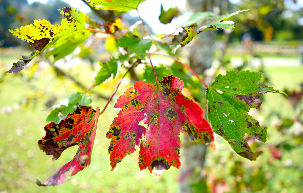 Staff Photo by Robin Rudd / This maple tree, in East Brainerd, will not reach its colorful potential since its leaves are withered, falling and irregularly colored.