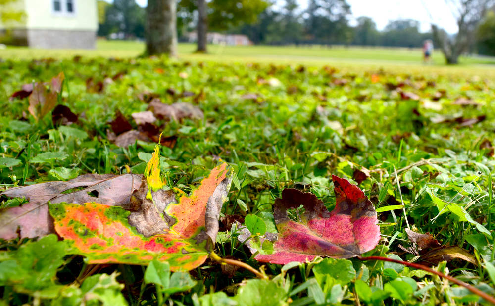 Staff Photo by Robin Rudd / Fallen leaves circle a maple tree, in East Brainerd, that will not reach its colorful potential since its leaves are withered, falling and irregularly colored.