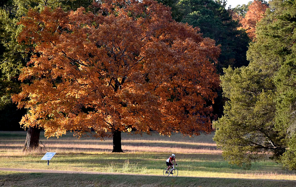 Staff Photo by Robin Rudd A cyclist passes a colorful tree in the Dyer Field in Chickamauga National Military Park. Muted shades of Fall color were evident in Chickamauga National Military Park on October 18, 2016.