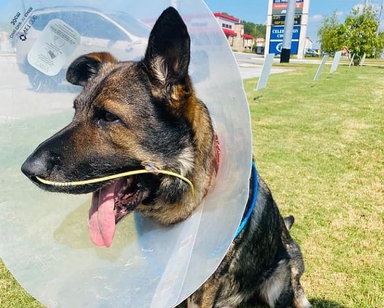 Contributed photo by Bradley County Sheriff's Office / Bradley County Sheriff's Office K-9 Joker got to go home last week after undergoing an MRI and CAT scan. Joker was shot Sept. 22 during a foot pursuit near Interstate 75's exit 20.