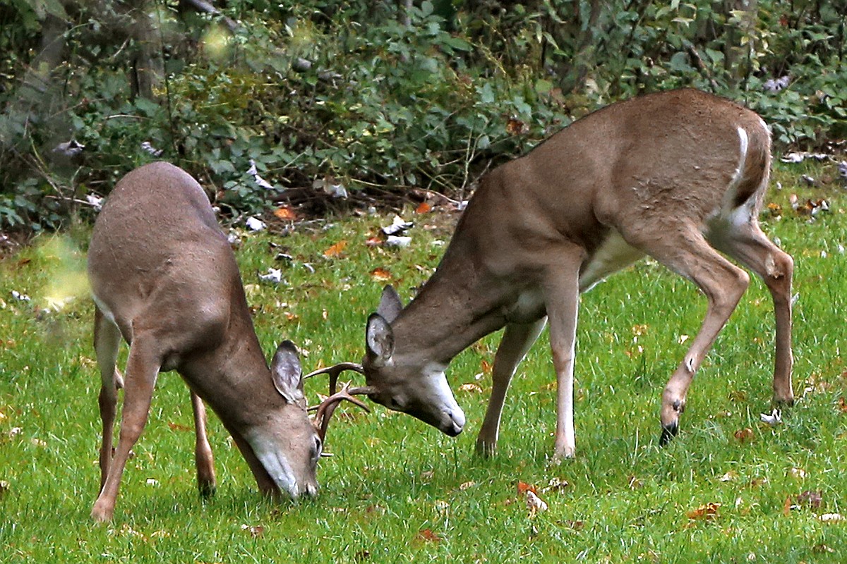 Deer Rut Stupid Case: Understand the rut, but don't get stuck on it | Chattanooga Times ...