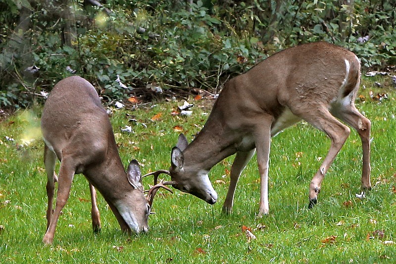 AP file photo by Keith Srakocic / Whitetail deer sometimes lock antlers as they spar or fight, including during the season known to hunters as the rut.