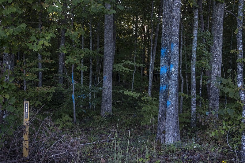 Photo by John Partipilo / The Tennessee Lookout / Tree trunks in the Bridgestone-Firestone Centennial Wilderness Area in Sparta, Tennessee, are marked for clearcutting despite local opposition.