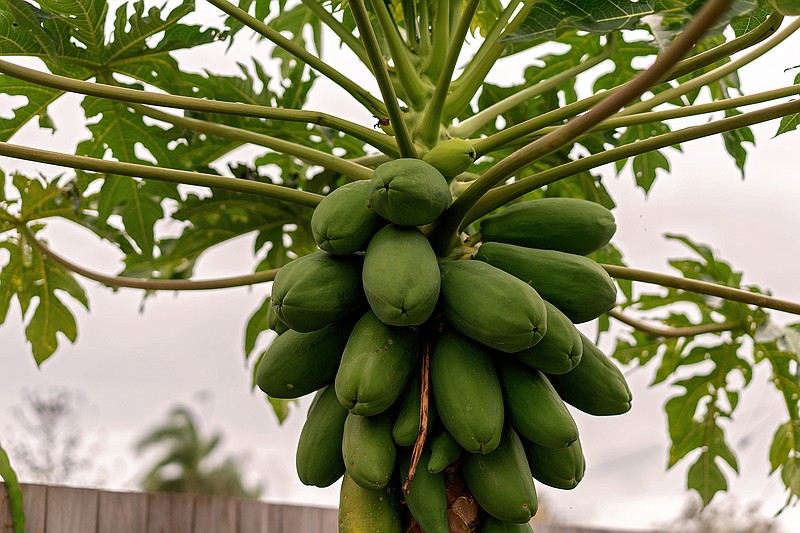 A cluster of green pawpaws growing on a tree in a backyard garden. / Tribune News Service