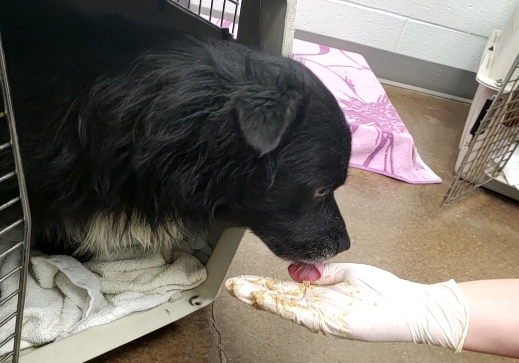 A dog licks a hand at the Humane Educational Society after being rescued from a Rhea County, Tenn., property. / Photo contributed by HES