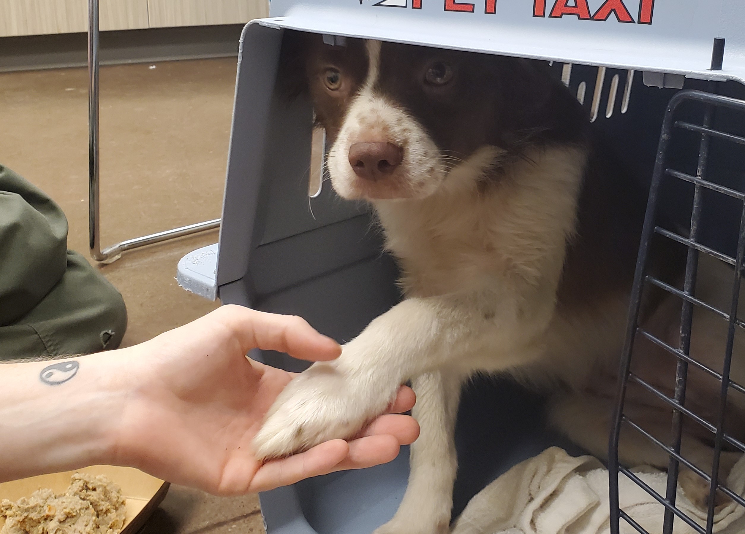 A dog's paw is seen in the hand of a Humane Educational Society staff member after being rescued from a Rhea County, Tenn., property. / Photo contributed by HES