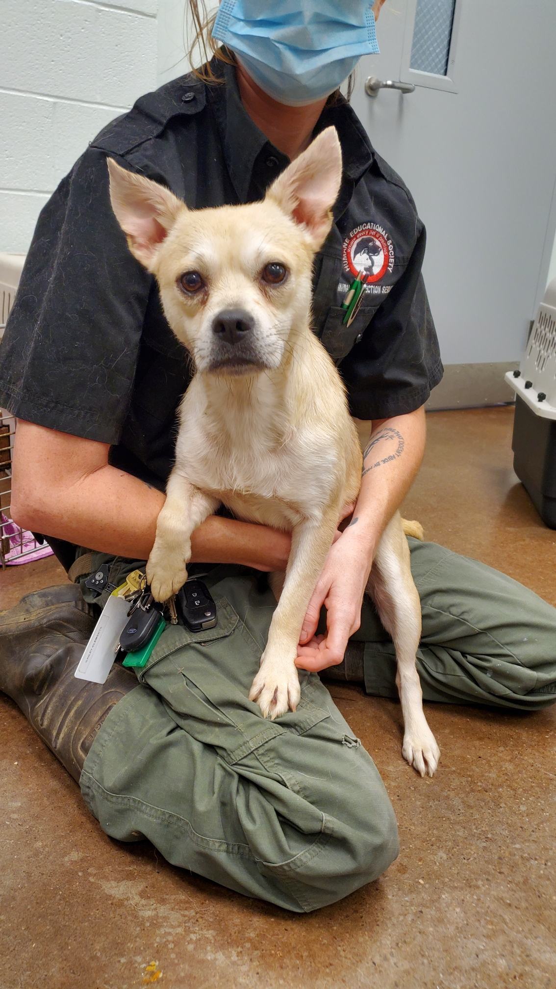 A dog is held by a Humane Educational Society staff member after being rescued from a Rhea County, Tenn., property. / Photo contributed by HES