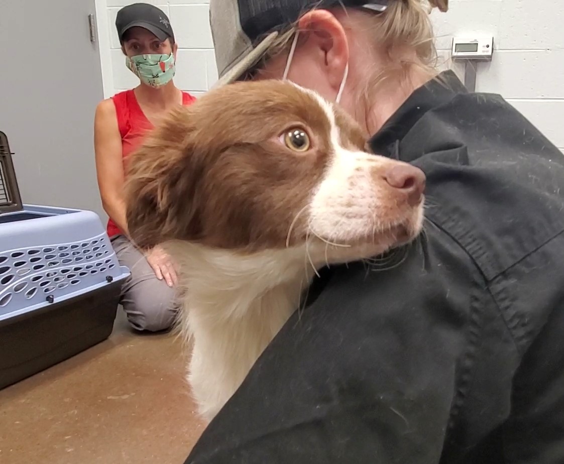 A dog looks over the shoulder of a Humane Educational Society staff member after being rescued from a Rhea County, Tenn., property. / Photo contributed by HES