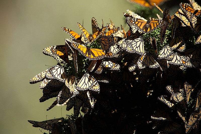 Every winter, millions of monarchs migrate to Mexico where they hibernate together. 