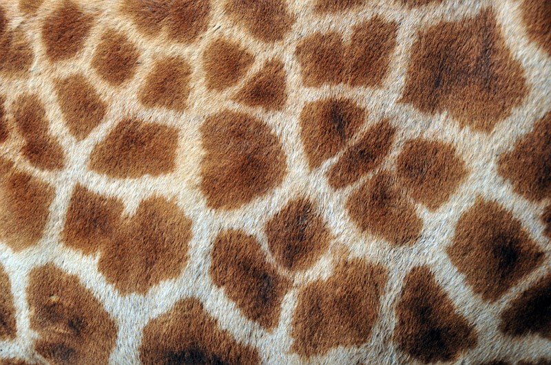 Giraffe's fur. Close up of giraffes markings, skin texture. giraffe animal tile / Getty Images
