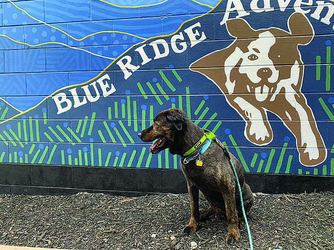 Photo by Alison Gerber / Blue Ridge is a pet-friendly town and many businesses welcome dogs.