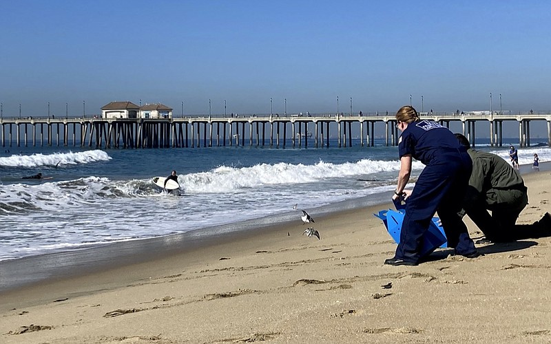 Officials release birds after they were treated for oiling and have now recovered from the Huntington Beach, Calif., shore on Wednesday, Oct. 20, 2021. (AP Photo/Amy Taxin)


