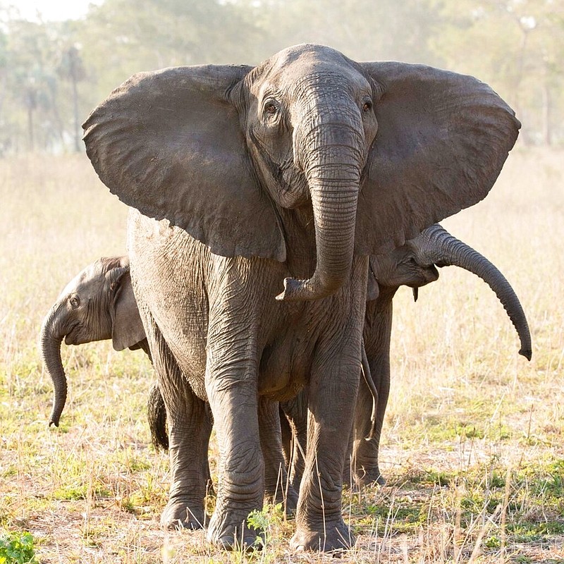 This undated photo provided by ElephantVoices in October 2021 shows tuskless elephant matriarch with her two calves in the Gorongosa National Park in Mozambique. A hefty set of tusks is usually an advantage for elephants, allowing them to dig for water, strip bark for food and joust with other elephants. But during episodes of intense ivory poaching, those big incisors become a liability. (ElephantVoices via AP)