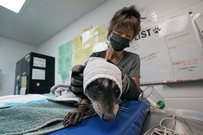 Dana Fasolette uses a towel to hold a raccoon under treatment for burns at the Gold Country Wildlife Rescue in Auburn , Calif., Saturday, Oct. 2, 2021. (AP Photo/Rich Pedroncelli)

