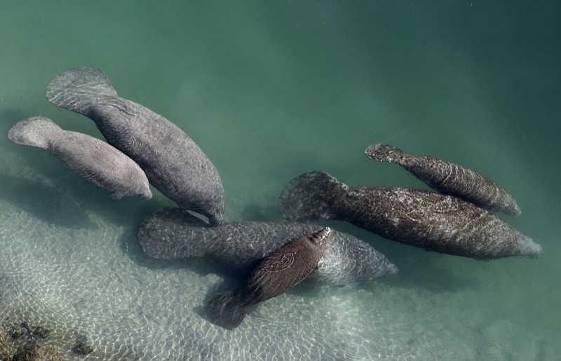 In this Dec. 28, 2010, file photo, a group of manatees are in a canal where discharge from a nearby Florida Power & Light plant warms the water in Fort Lauderdale, Fla. Florida is experiencing an unprecedented die-off of manatees this year, with 959 documented deaths as of mid-October. (AP Photo/Lynne Sladky, File)