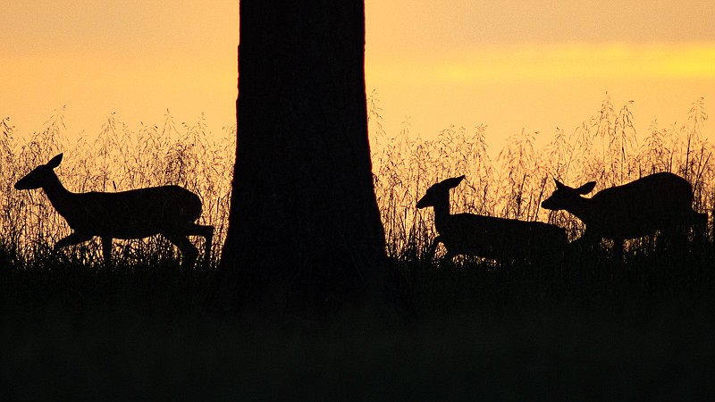 Staff photo by Troy Stolt / Deer make their way through tall grass last month at Chickamauga Battlefield.