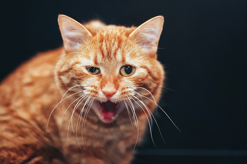 Red Ginger Cat. / Getty Images/iStock/Valery Kudryavtsev
