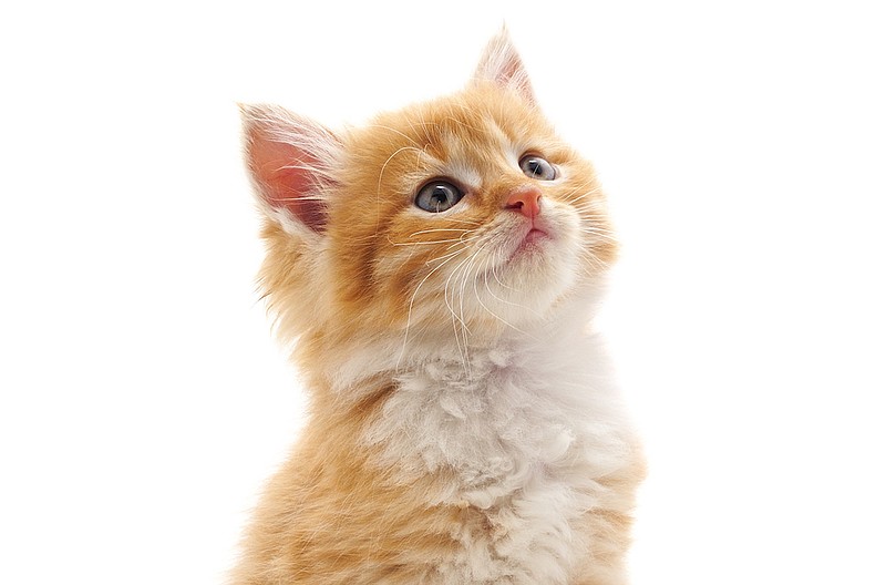 Kitten cat.  Getty Images/iStock/Voren1