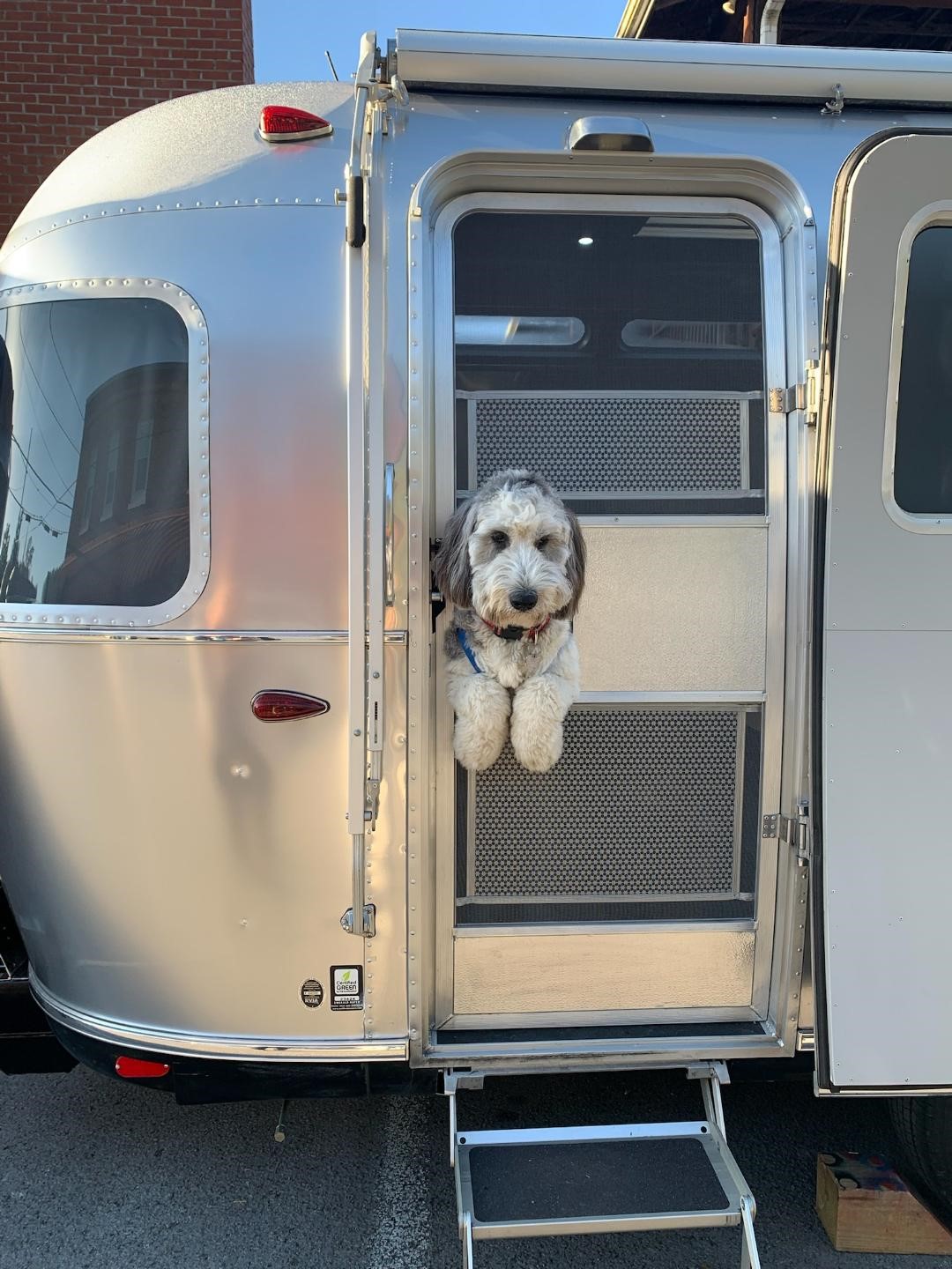 Contributed Photo by Patti Smith/ Boomer, a 1-year-old sheep-a-doodle, wants to get in on the action during setup for the first "Streaming the Gap" rally in Cumberland Gap, Tenn., in October.