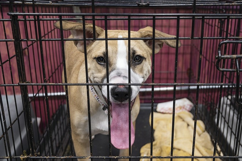 A surrendered dog waits patiently in the Leech Lake Legacy clinic in Cass Lake, Minn., on Sunday, Nov. 21, 2021. The dog will be spayed, given shots and then placed with a new owner. (AP Photo/Jack Rendulich)

