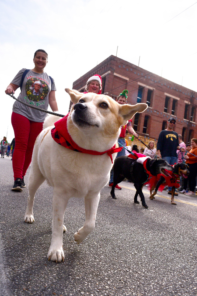 Staff Photo by Robin Rudd / The parade has been a traditional event to walk the dog. The 15th annual MAINx24 EPB Southside Parade and street festival took place on December 4, 2021.